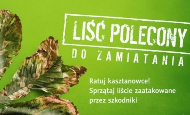 Liść polecony do zamiatania