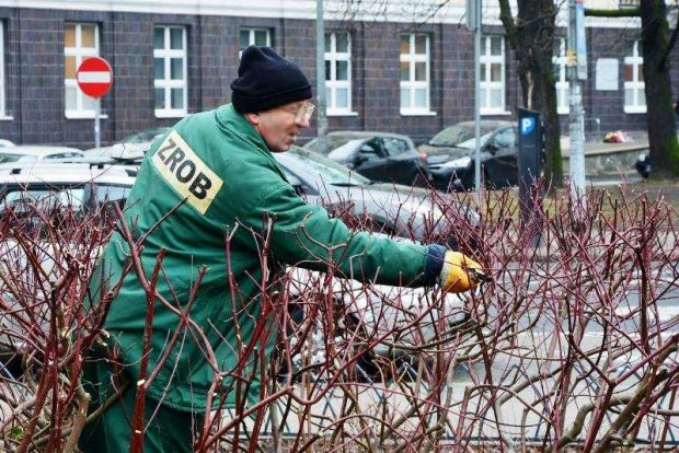 Formowanie krzewów przy katedrze św. Michała i św. Floriana w al. Solidarności