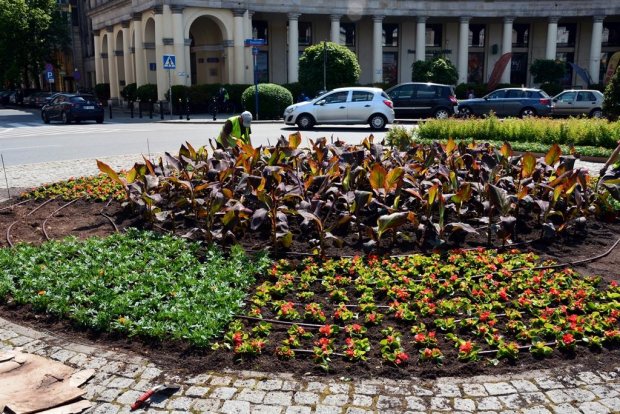 Plac Zbawiciela obok begonii i aksamitek posadzone są również kanny