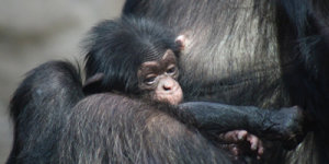 Tytus z warszawskiego ZOO
