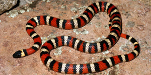 Wąż - Lampropeltis zonata