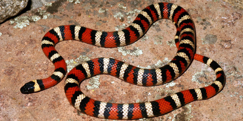 Wąż - Lampropeltis zonata