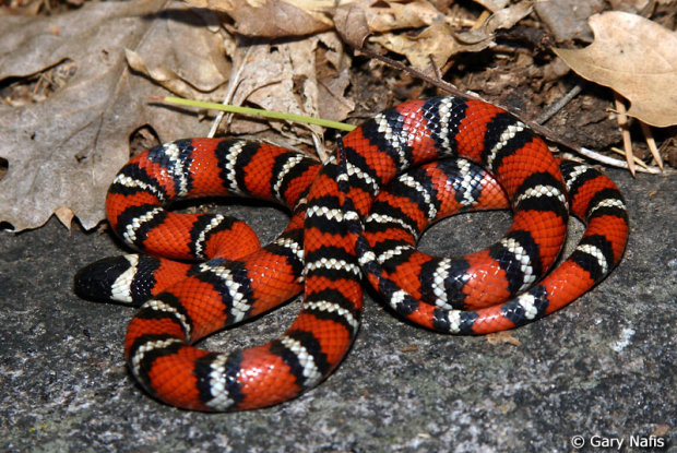 Wąż - Lampropeltis zonata