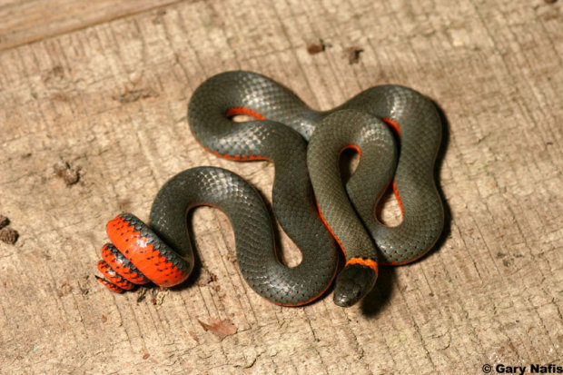 Wąż - Diadophis punctatus occidentalis