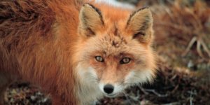 Lis rudy - (Vulpes vulpes), nazywany też lisem pospolitym lub lisem