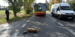 Smutny los sarny i autobusu.
