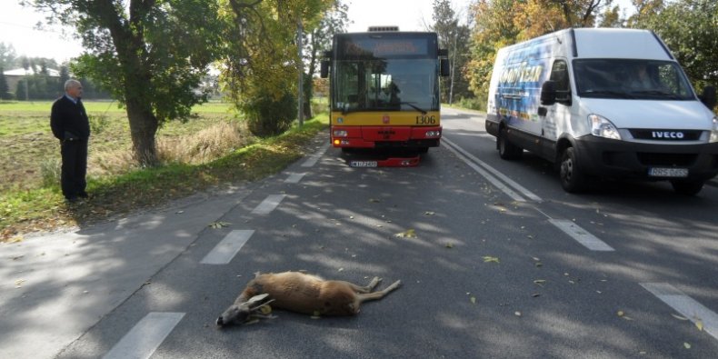 Smutny los sarny i autobusu.