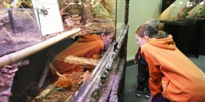 „Fascynujący świat pająków i skorpionów” - wystawa w Muzeum Ewolucji w PKiN