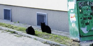 Koty dzikie potrzebują pomocy