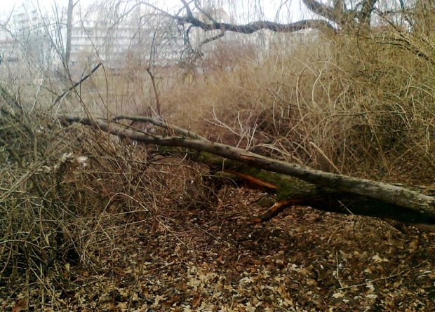 W Parku Skaryszewskim wiatr przewrócił m.in. dorodny klon