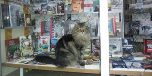 Kot Maine Coon w księgarni na ul. Francuskiej