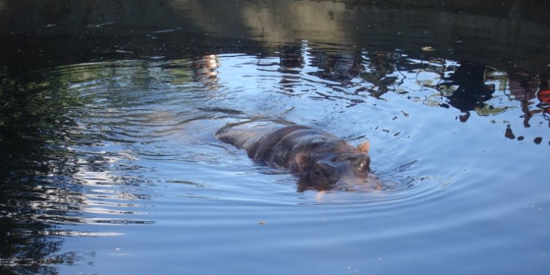 Hipopotam w Warszawskim ZOO
