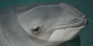 Morświn - Phocoena phocoena
