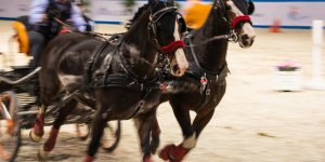 Cavaliada 2015