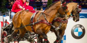 Cavaliada 2015