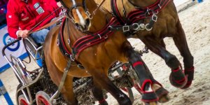 Cavaliada 2015