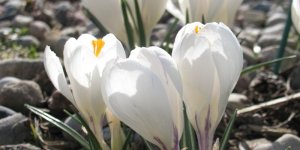 Krokusy w Ogrodzie Botanicznym PAN
