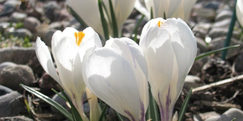 Krokusy w Ogrodzie Botanicznym PAN