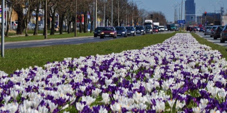 Rzeka krokusów przy ul. Połczyńskiej