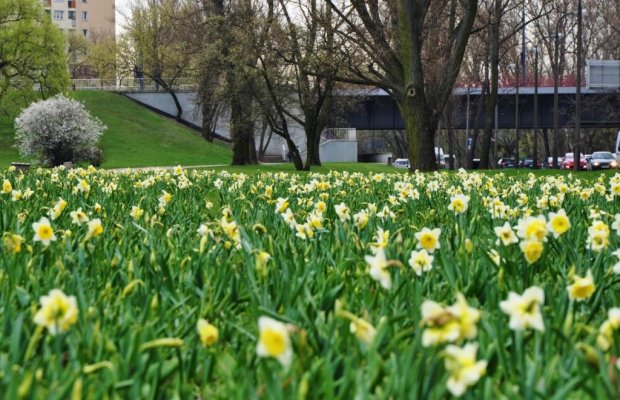 Narcyzy przy Wybrzeżu Helskim w okolicy parku Praskiego