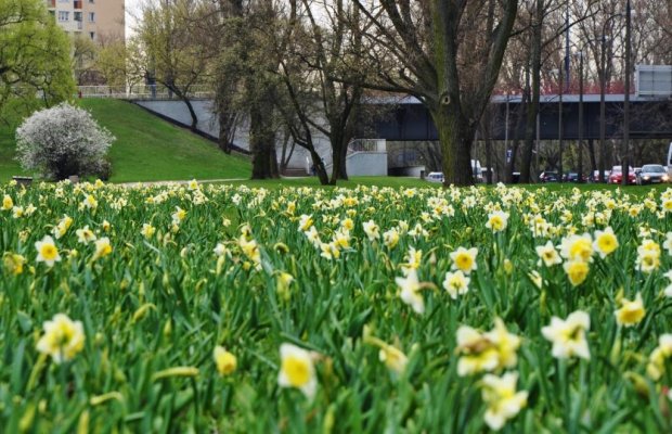 Narcyzy  przy Wybrzeżu Helskim w okolicy parku Praskiego