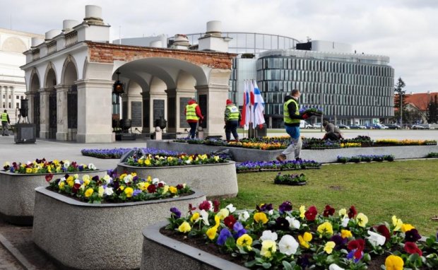 Najwięcej bratków rośnie w Ogrodzie Saskim - niemal 43000 sztuk