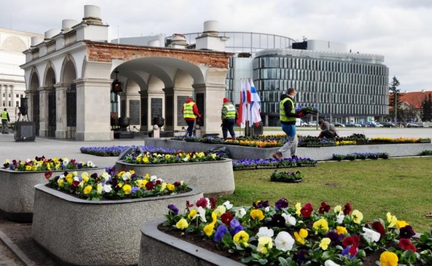 Najwięcej bratków rośnie w Ogrodzie Saskim  - niemal  43000 sztuk