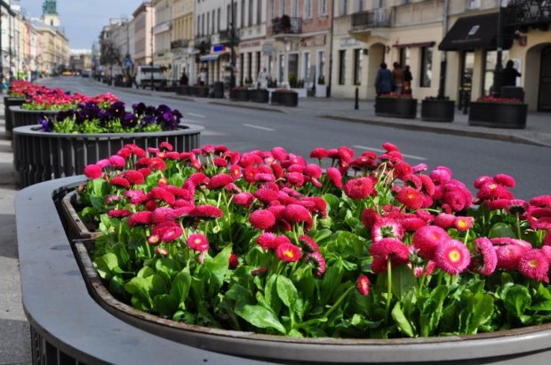 Nowy Świat zdobią naprzemiennie różowe stokrotki i fioletowe bratki