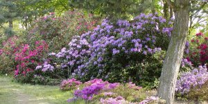 Ogród Botaniczny PAN w Powsinie