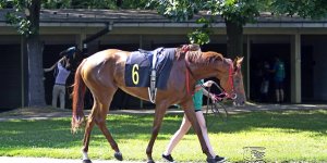 Gala Derby 2015
