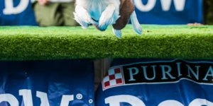 Latające psy - na polu Mokotowskim