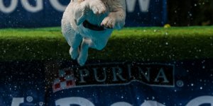 Latające psy - na polu Mokotowskim