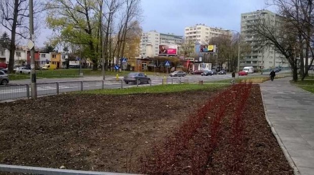 Odnowiony trawnik - przy ul. Saskiej