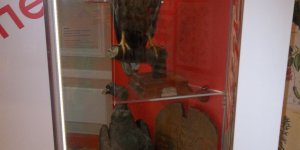 Wystawa Muzeum UW - „Orzeł i pięć gwiazd Uniwersytetu”