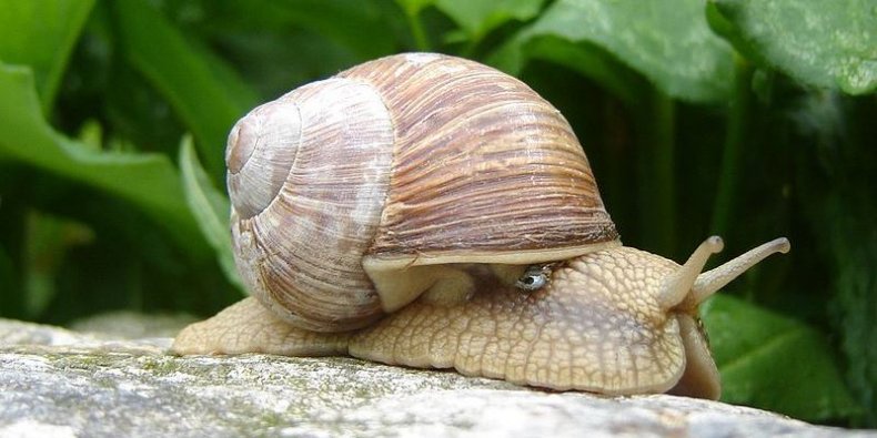 Ślimak winniczek (Helix pomatia)