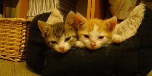 Kocia Załoga Rudy i Szarik