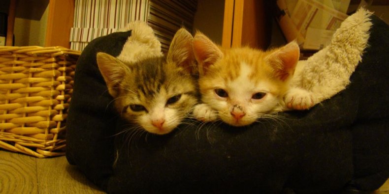 Kocia Załoga Rudy i Szarik