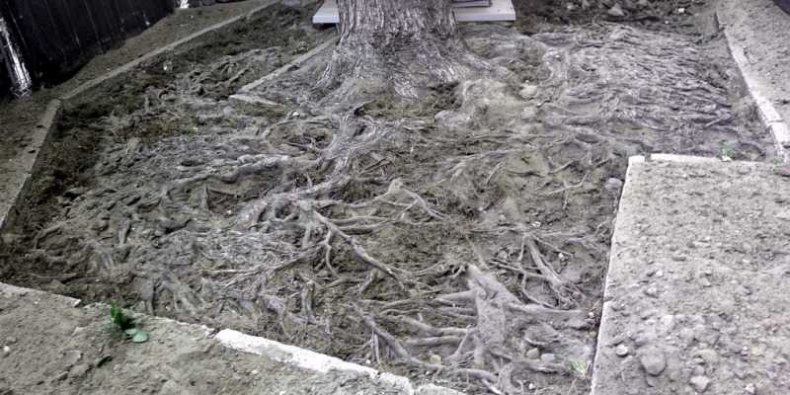 Podziemne życie drzewa, czyli niecodzienny widok odsłoniętych przez przykryciem korzeni nowym podłożem (ul. Grójecka )