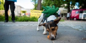 Marsz wyzwolenia konopi 28.05.2016 r Warszawa