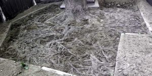 Tak fascynująco wygląda podziemne życie drzewa czyli niecodzienny widok odsłoniętych przez przykryciem nowym podłożem (ul. Grójecka )