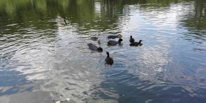 Ptaki wodne - staw na Moczydle (Wola)