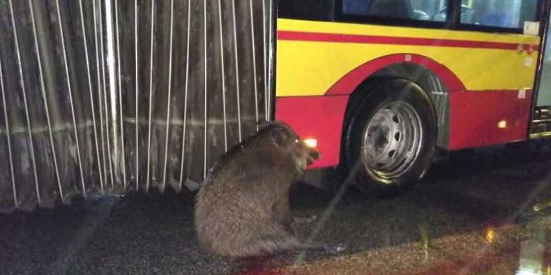 Dzik chroniony przez autobus MZA