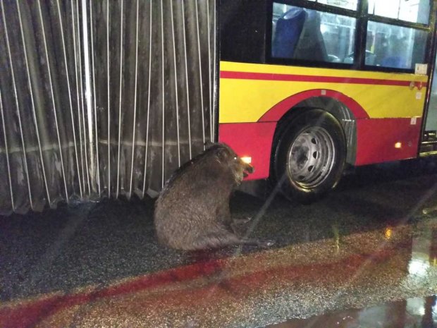 Dzik chroniony przez autobus MZA