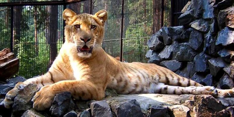 Lygrys - (ang. liger) – krzyżówka tygrysicy i lwa. Nie występuje w naturze, i jest skutkiem przypadkowego lub celowego krzyżowania zwierząt w niewoli.