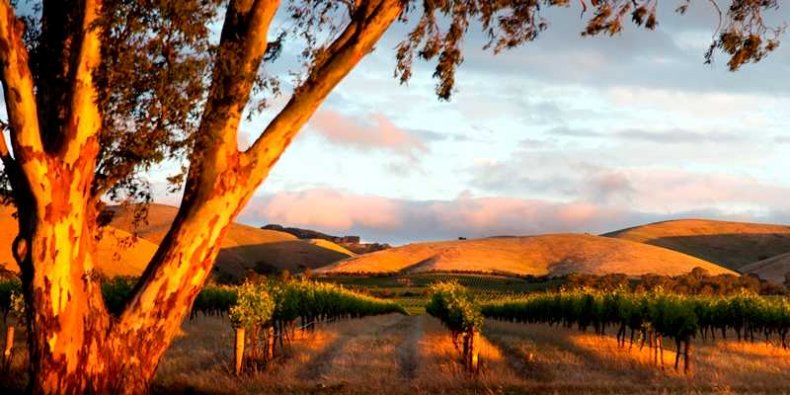 Dolina Barossa - Australia