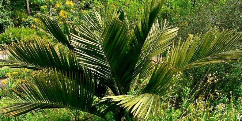 Jubaea chilensis - Jubea, palma chilijska, palma miodowa