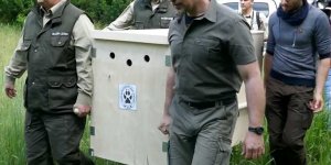 Transport wilka Kampinos do miejsca uwolnienia w Puszczy Kampinoskiej
