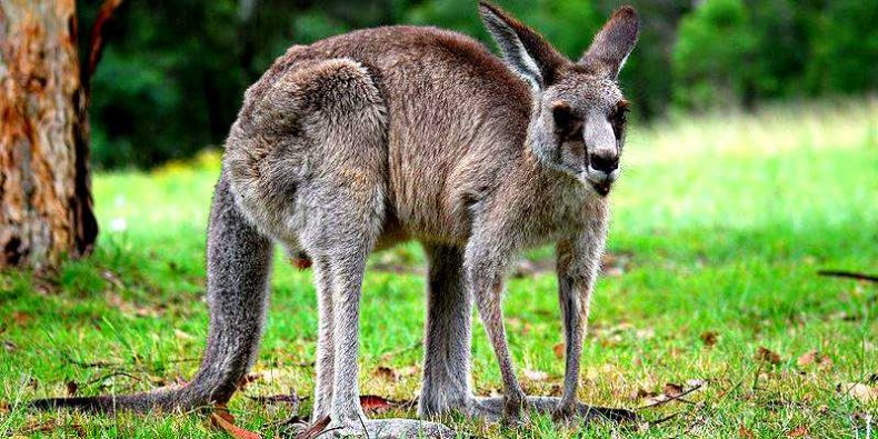 Kangur z Australii