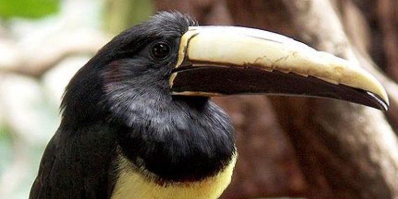 Arasari czarnoszyi (Pteroglossus aracari)