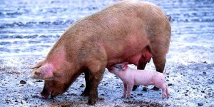 Sus scrofa f. domestica - Świnia domowa
